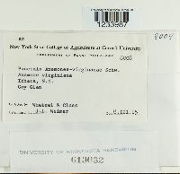 Puccinia anemones-virginianae image