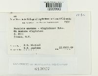 Puccinia anemones-virginianae image