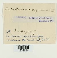 Puccinia anemones-virginianae image