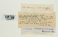 Puccinia anemones-virginianae image