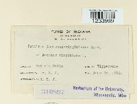 Puccinia anemones-virginianae image