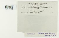 Puccinia anemones-virginianae image