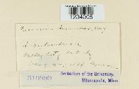 Puccinia anemones-virginianae image