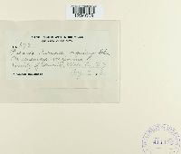 Puccinia anemones-virginianae image