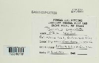 Puccinia angustata image