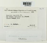 Puccinia angustata image