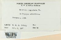 Puccinia angustata image