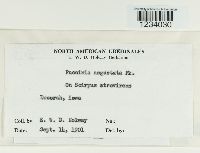 Puccinia angustata image