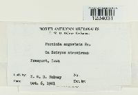 Puccinia angustata image