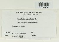 Puccinia angustata image