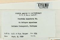 Puccinia angustata image