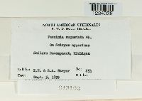 Puccinia angustata image