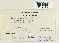 Puccinia angustata image