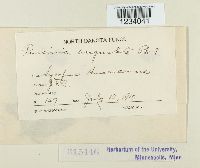 Puccinia angustata image