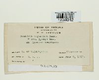 Puccinia angustata image