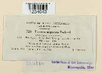 Puccinia angustata image