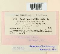 Puccinia angustata image