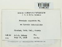 Puccinia angustata image