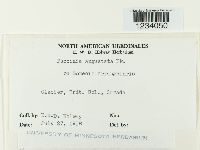 Puccinia angustata image