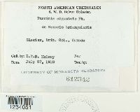 Puccinia angustata image