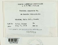 Puccinia angustata image