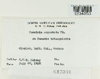 Puccinia angustata image