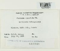 Puccinia angustata image