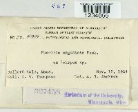 Puccinia angustata image