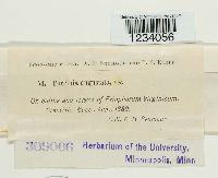 Puccinia angustata image