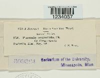 Puccinia angustata image