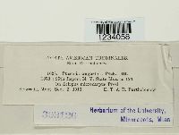 Puccinia angustata image