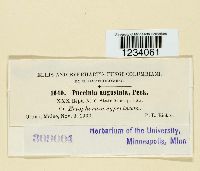 Puccinia angustata image