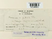 Puccinia angustata image