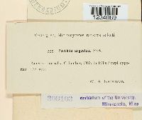 Puccinia angustata image