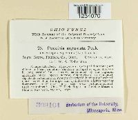 Puccinia angustata image