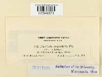 Puccinia angustata image