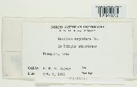 Puccinia angustata image