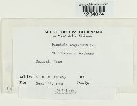 Puccinia angustata image