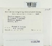 Puccinia angustata image