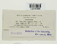 Puccinia angustata image