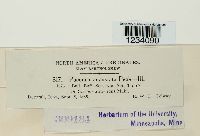 Puccinia angustata image