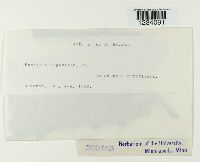 Puccinia angustata image