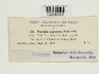 Puccinia angustata image