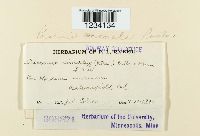 Puccinia hordei image