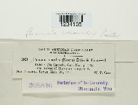 Puccinia hordei image