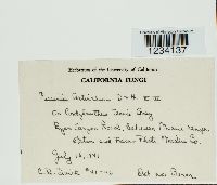 Puccinia antirrhini image