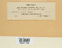 Puccinia antirrhini image