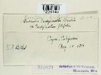 Puccinia antirrhini image