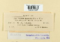 Puccinia antirrhini image