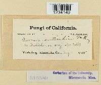 Puccinia antirrhini image